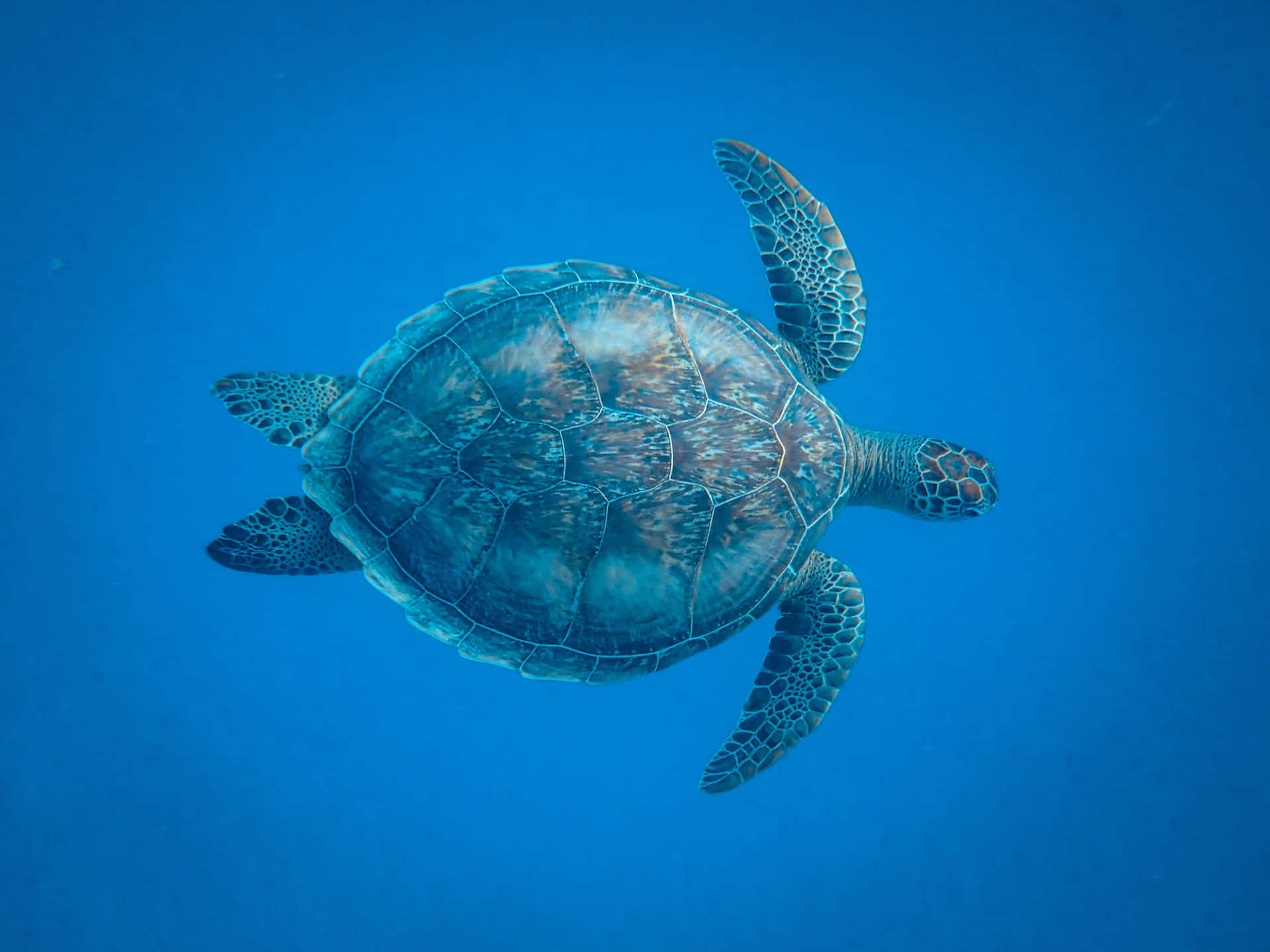 Majestic Sea Turtle Swimming Gracefully