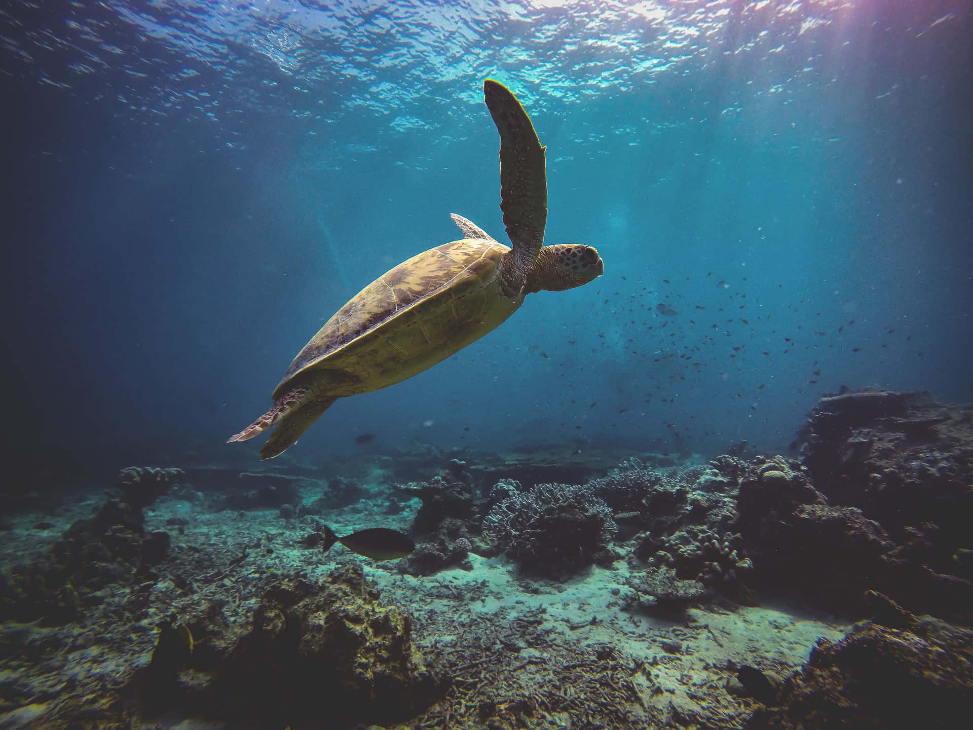 Majestic Sea Turtle in Crystal Clear Waters
