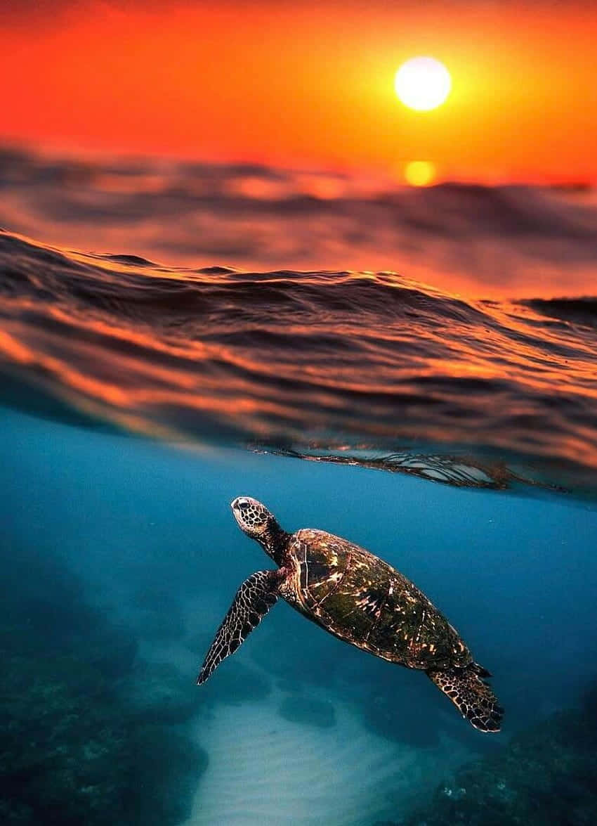 Calm Sea Turtle Swimming in Turquoise Waters