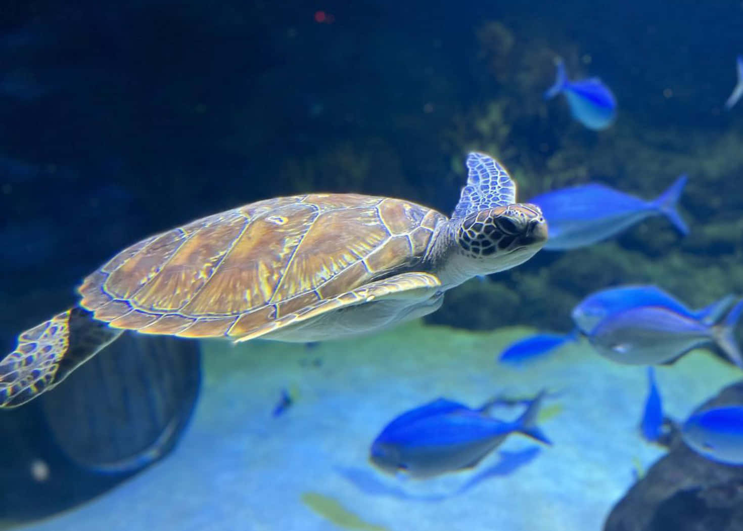 Sea_ Turtle_ Among_ Blue_ Fish_ Aquarium Wallpaper
