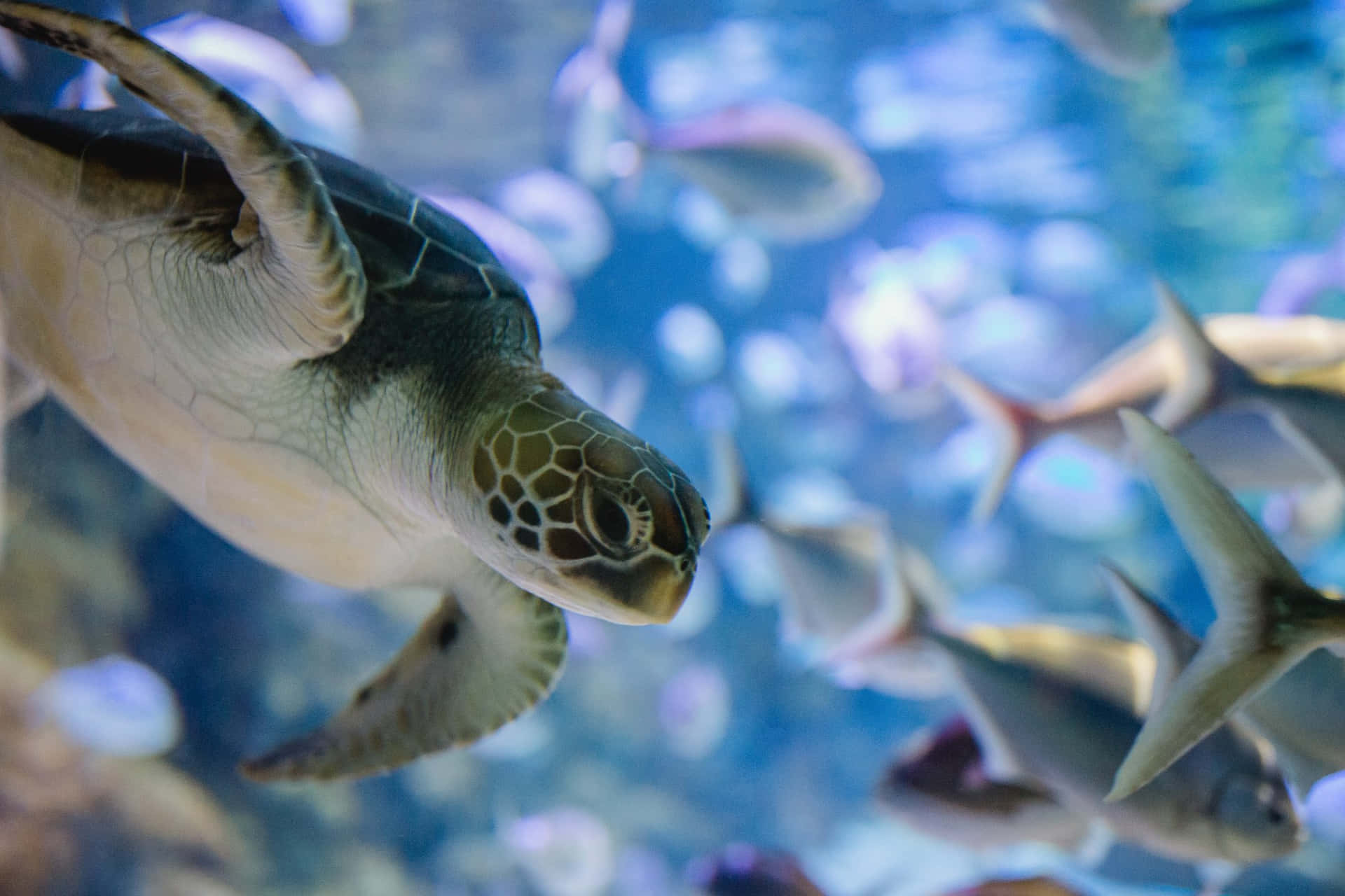 Sea_ Turtle_ Among_ School_of_ Fish_ Aquarium Wallpaper