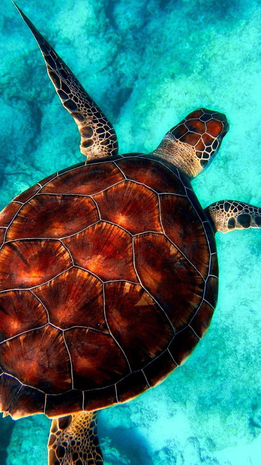 Sea Turtle Back View iPhone Wallpaper