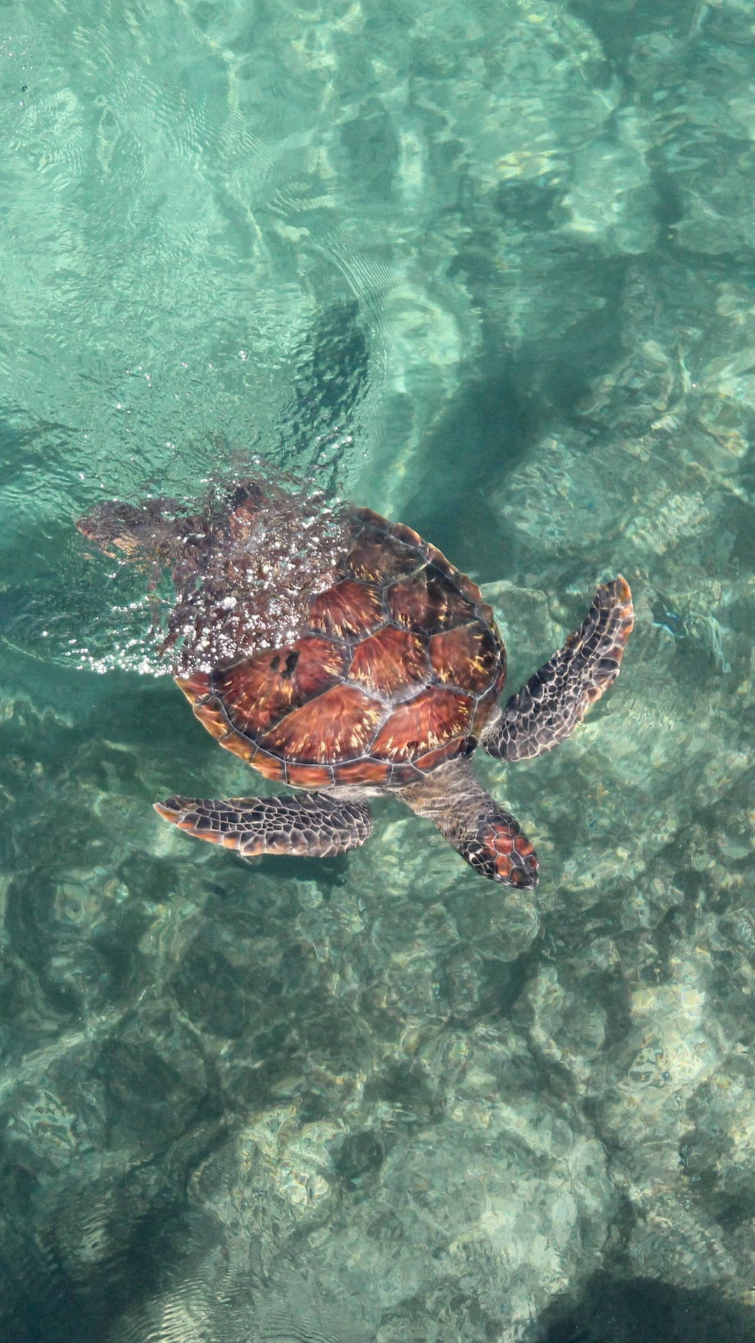 Havssköldpaddasett Från Ovan Iphone Wallpaper