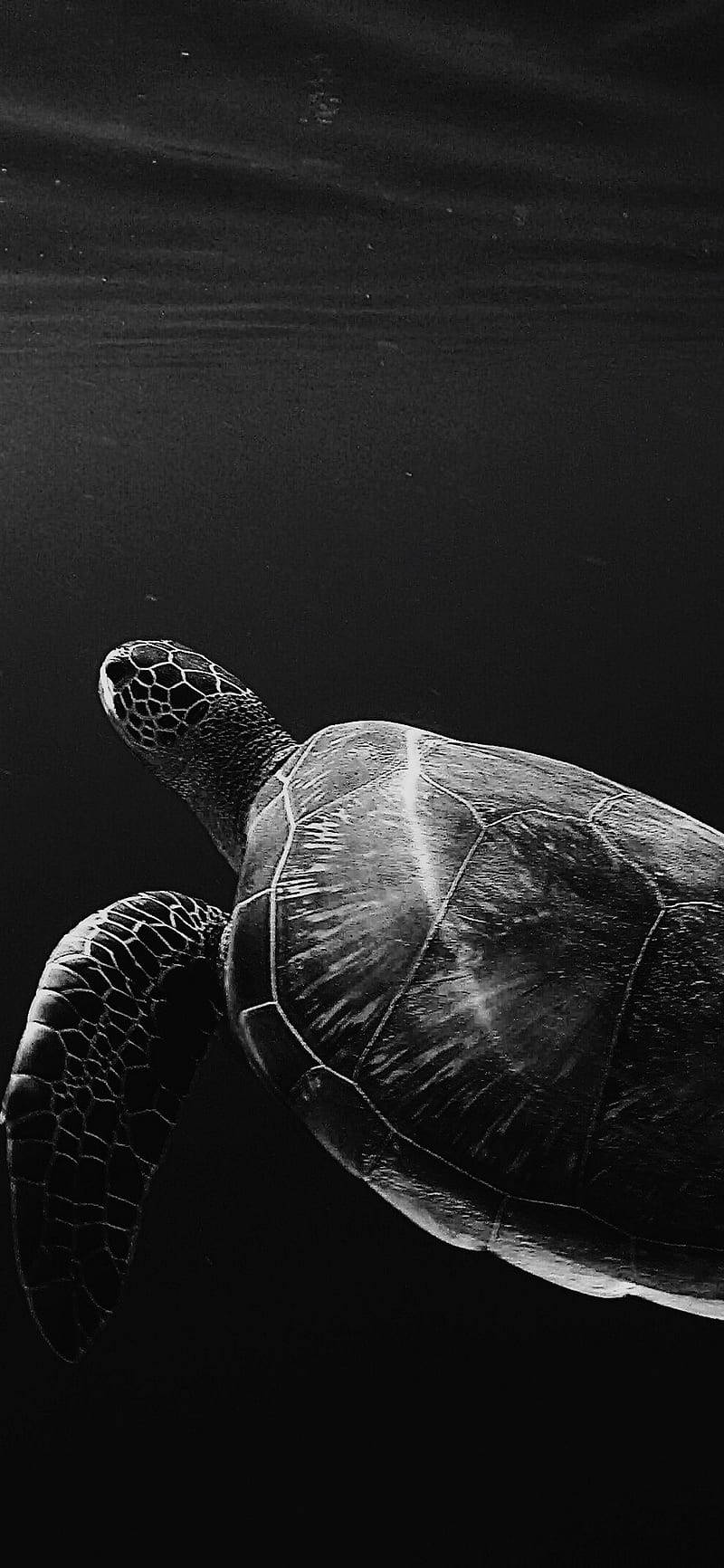 Sea Turtle Black White iPhone Wallpaper