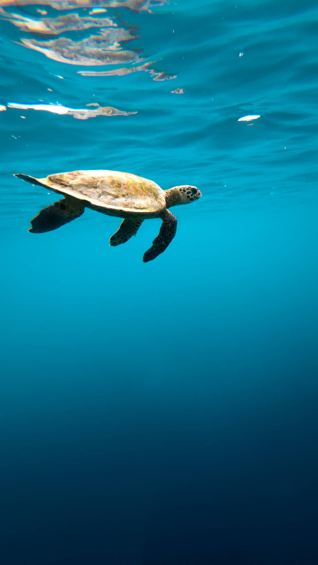 Meeresschildkröteklares Wasser Iphone Wallpaper