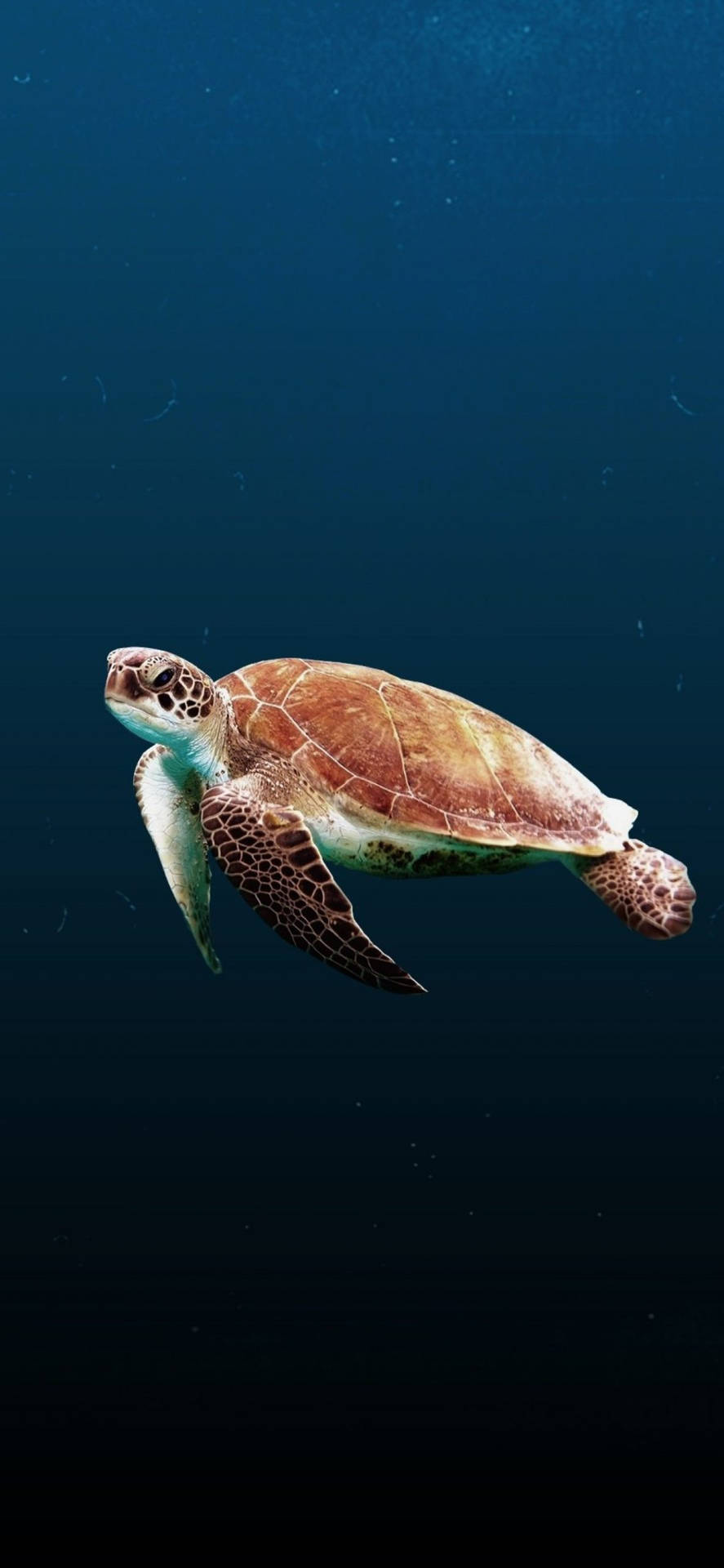 Meeresschildkröteklares Wasser Iphone Wallpaper