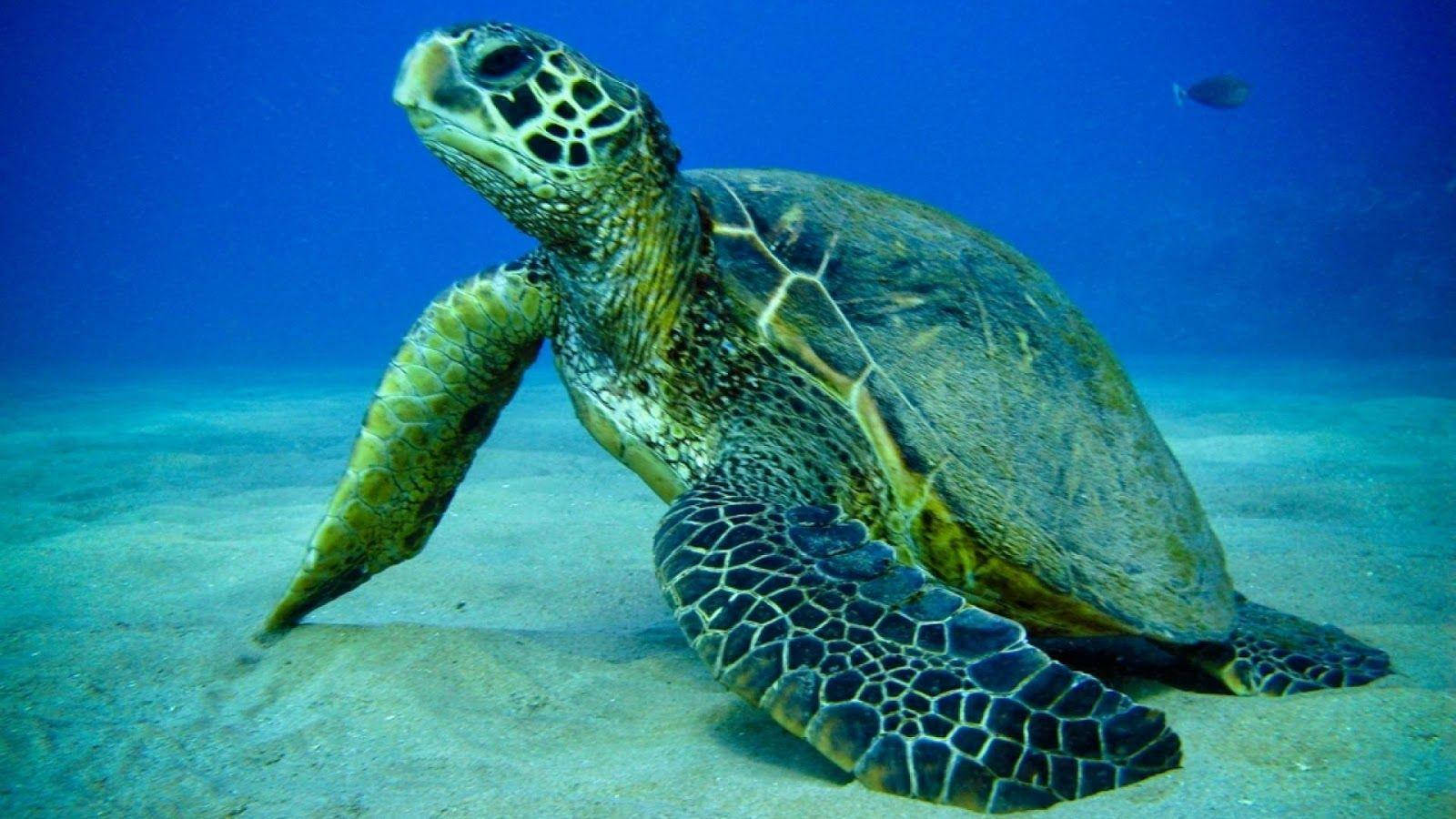 Sea Turtle der kravler under havsandet Wallpaper