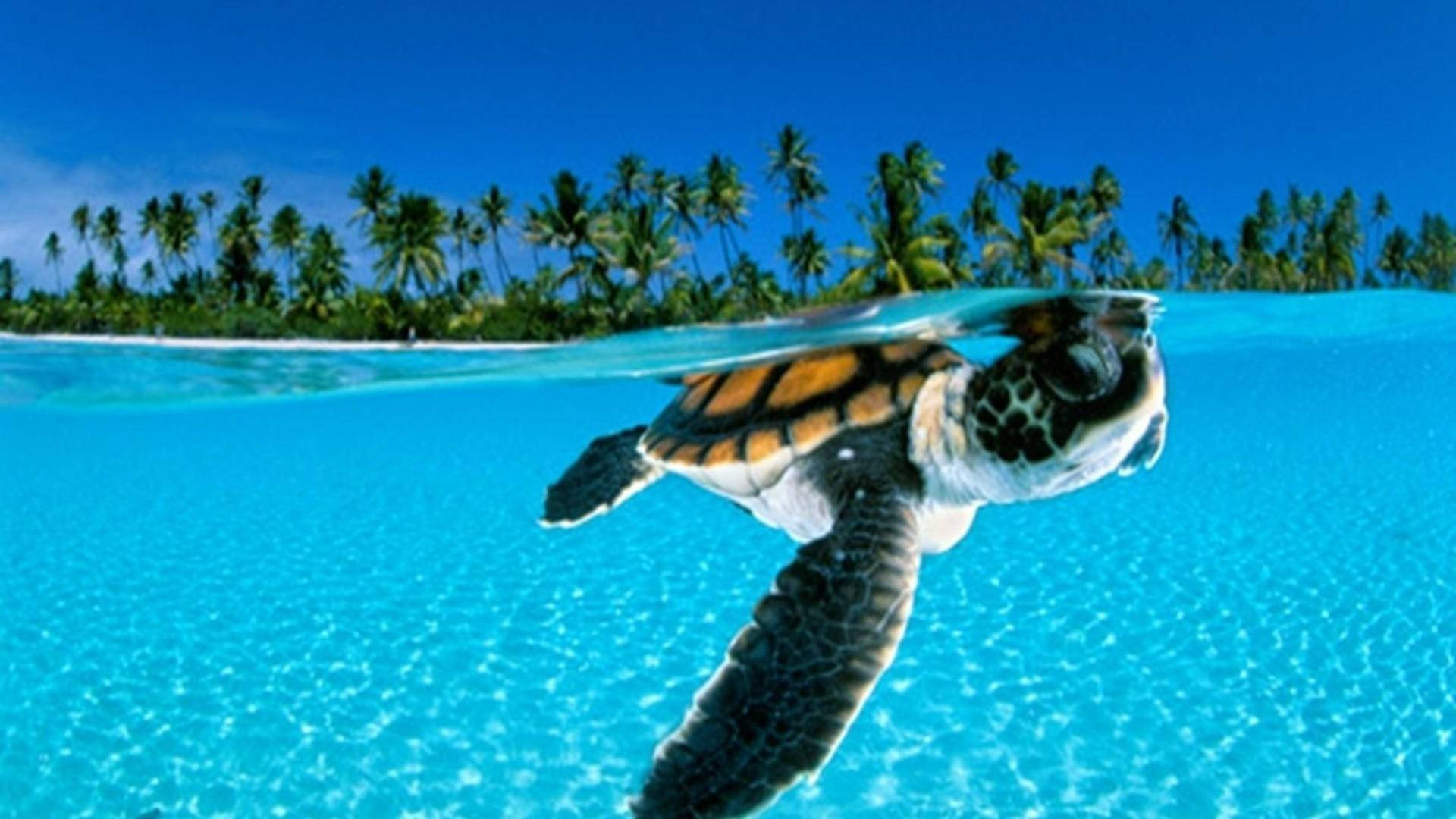 Meeresschildkröte,die Auf Einem Klaren Blauen Ozean Schwimmt Wallpaper