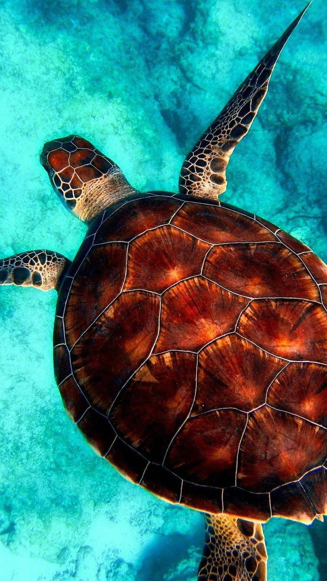Sea Turtle Crystal Clear iPhone Wallpaper