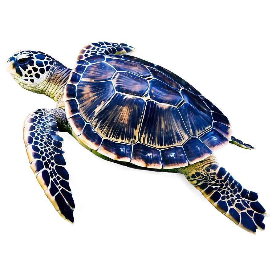 Sea Turtle Eco-friendly Tips Png Bfn PNG