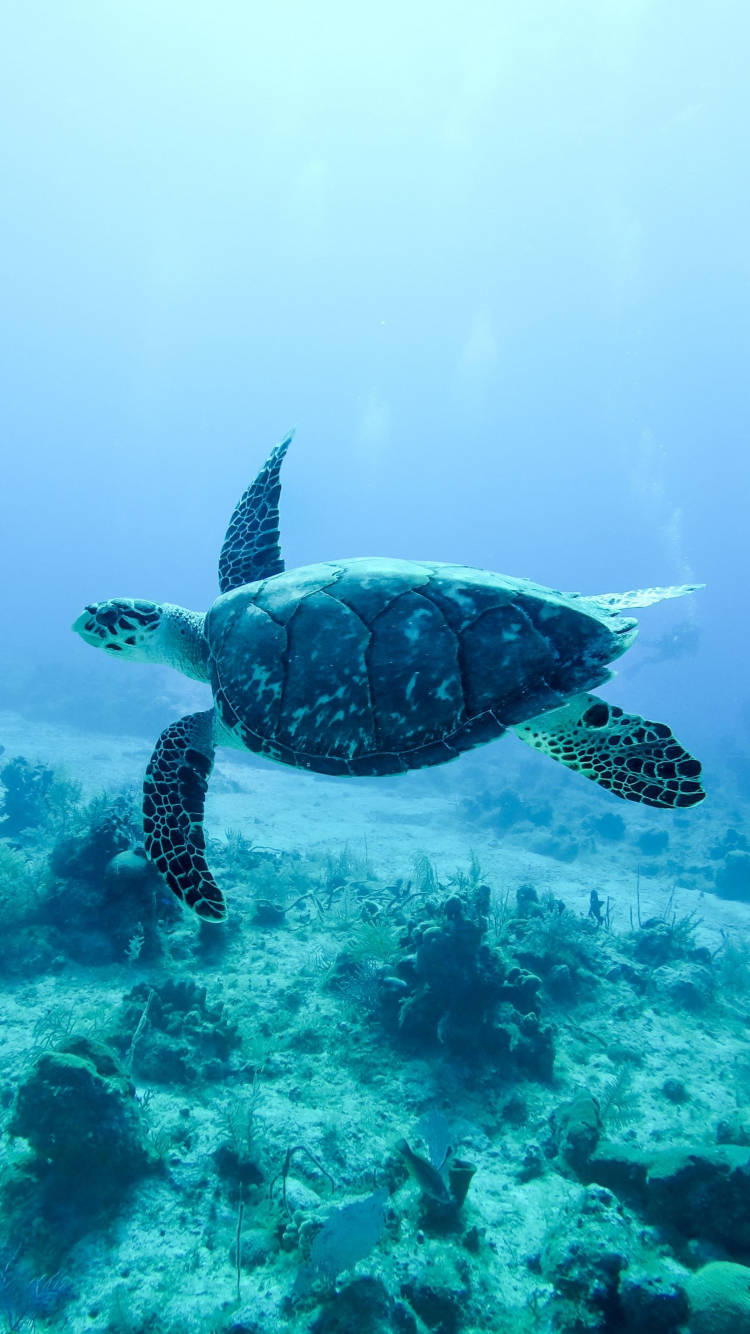 Sea Turtle Floating iPhone Wallpaper