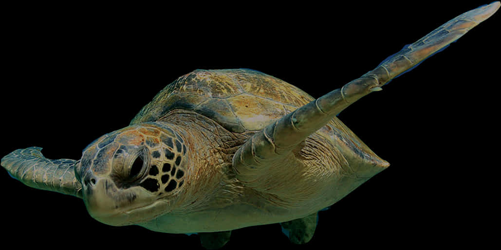 Sea_ Turtle_ Gliding_ Underwater.jpg PNG