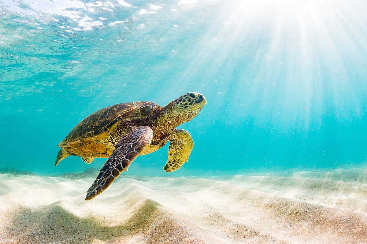 Sea_ Turtle_ Gliding_ Underwater_ Sunrays.jpg Wallpaper