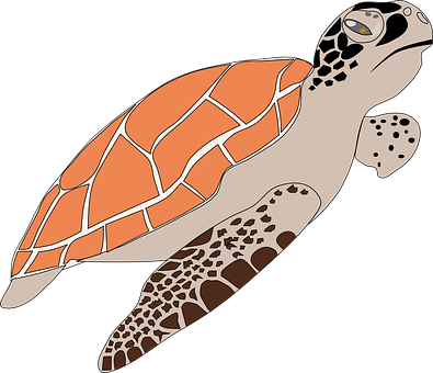 Sea Turtle Illustration PNG