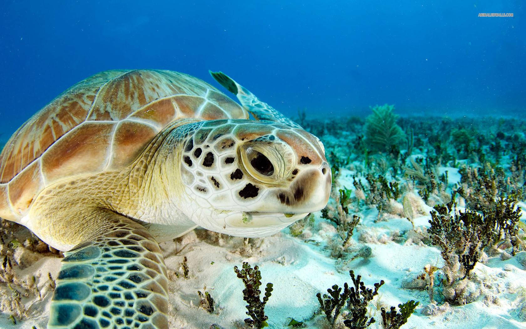 Sea Turtle In A Close-Up View Wallpaper