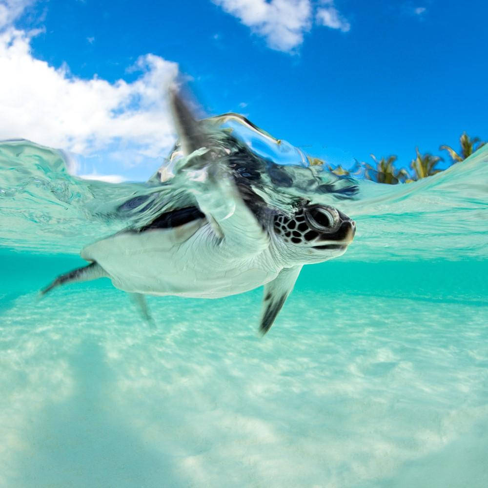 Majestic Sea Turtle Navigating the Underwater World Wallpaper