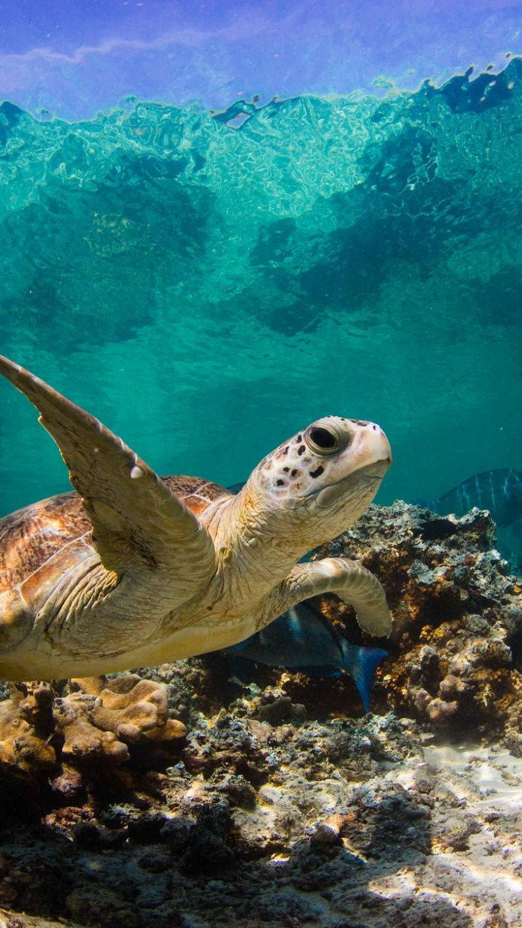 Sea turtle swimming in a bright blue sea. Wallpaper