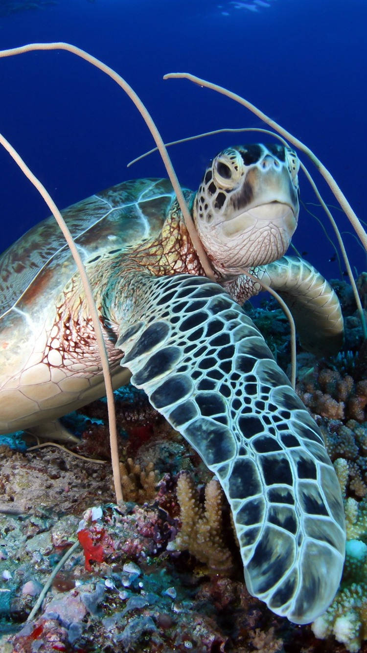 Dive Into The Colorful Sea With This Sea Turtle Iphone Wallpaper