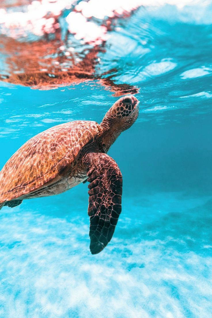 An adorable sea turtle swimming above a vibrant reef Wallpaper