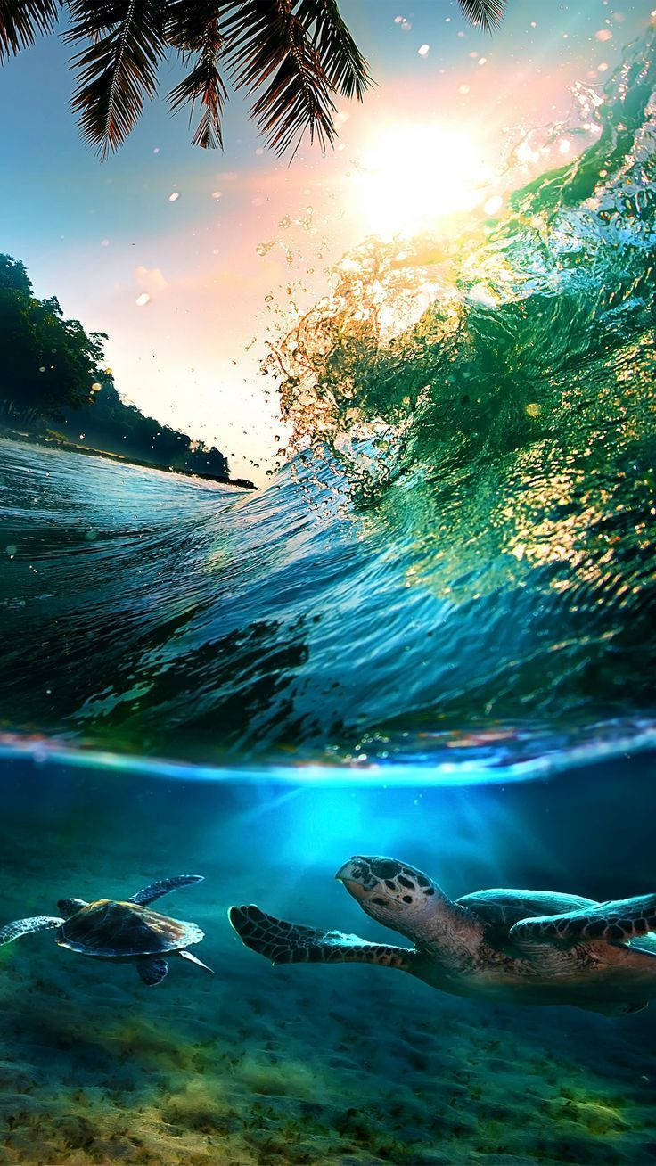 An Underwater Adventure Wallpaper