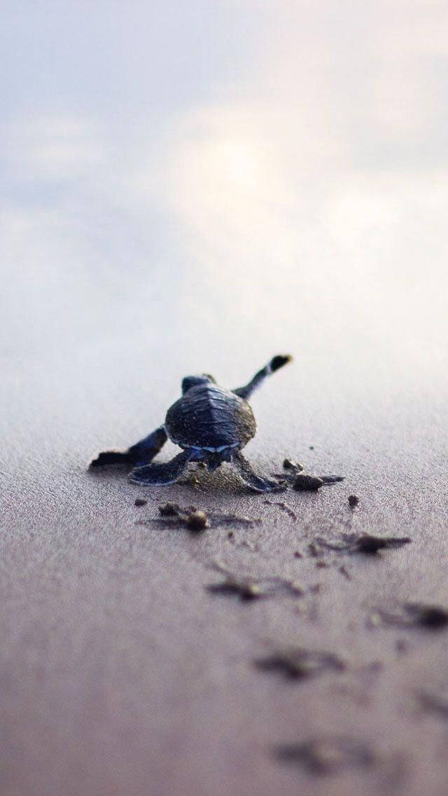 Sea Turtle Footsteps iPhone Wallpaper