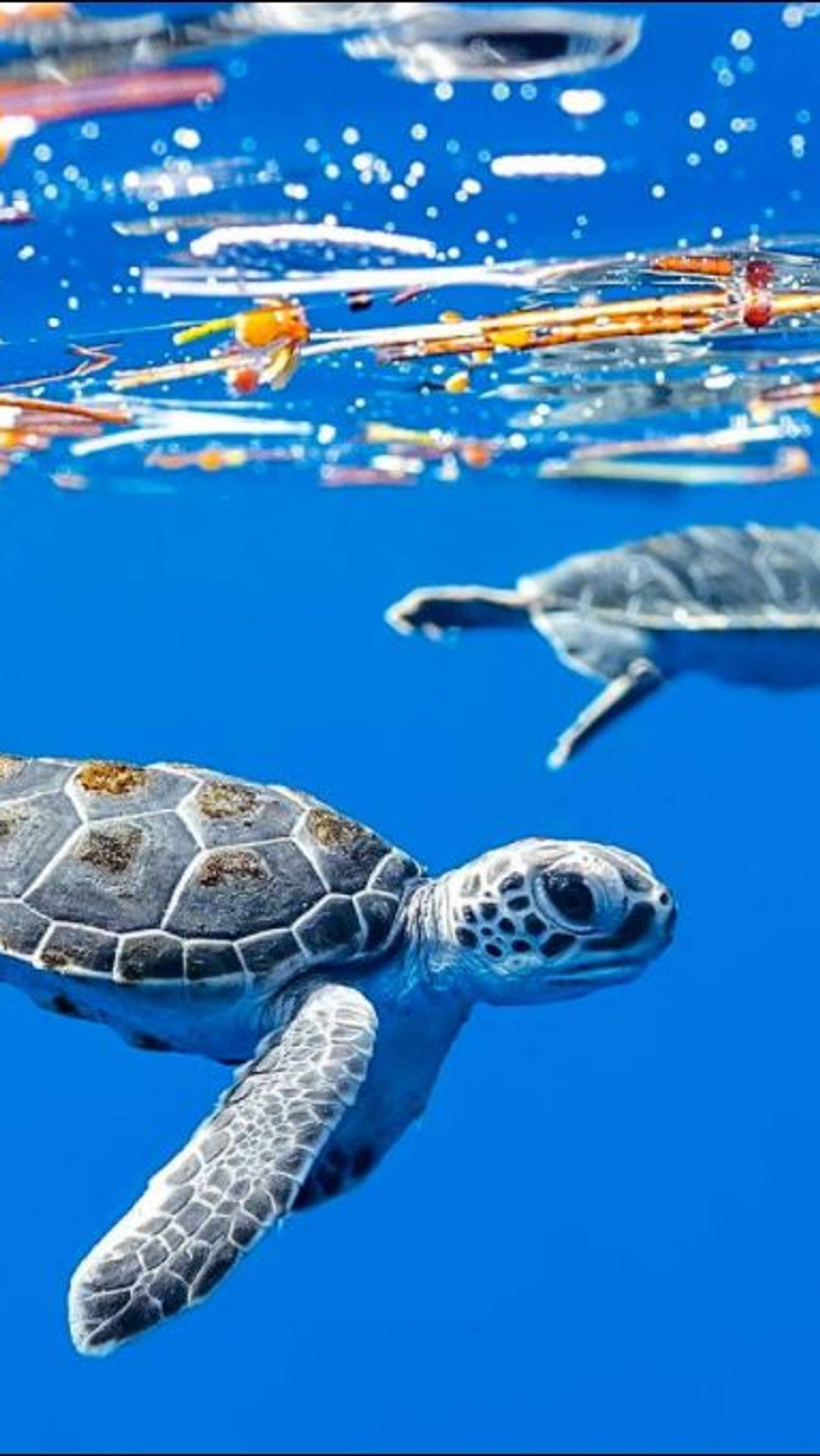 Two Turtles Swimming In The Ocean With Plastic Bags Wallpaper