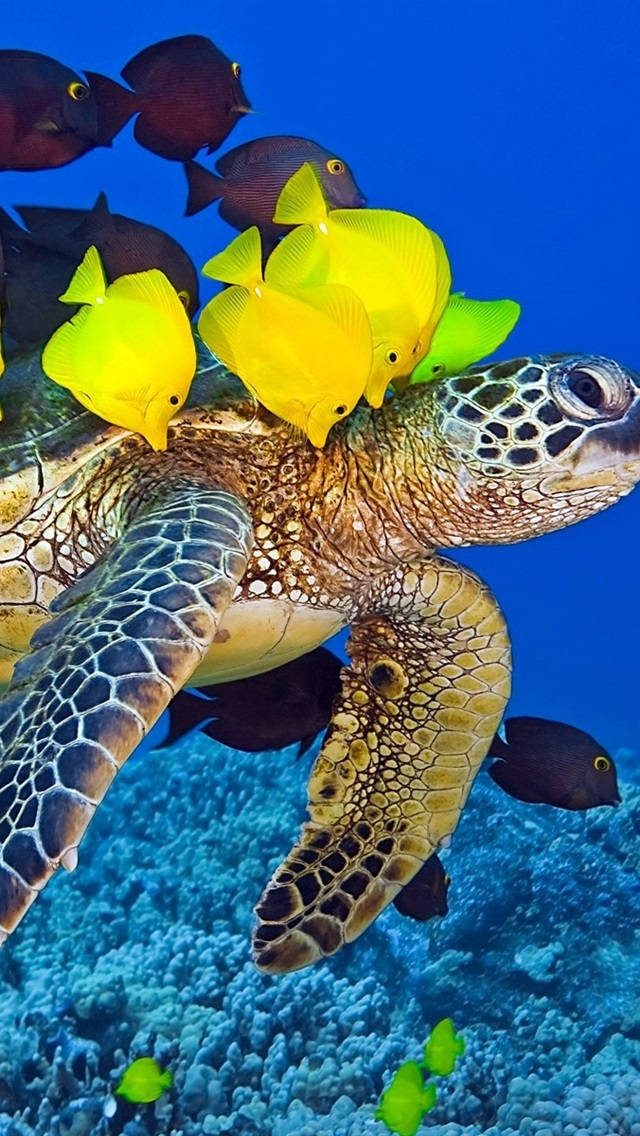 Friedlichund Majestätisch - Eine Meeresschildkröte Schwimmt Unter Dem Kristallklaren Ozean Wallpaper