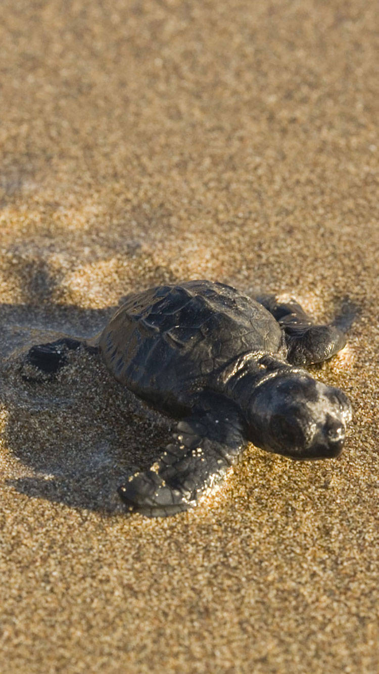 En majestætisk havskildpadde svømmer igennem de krystalklare havvande. Wallpaper