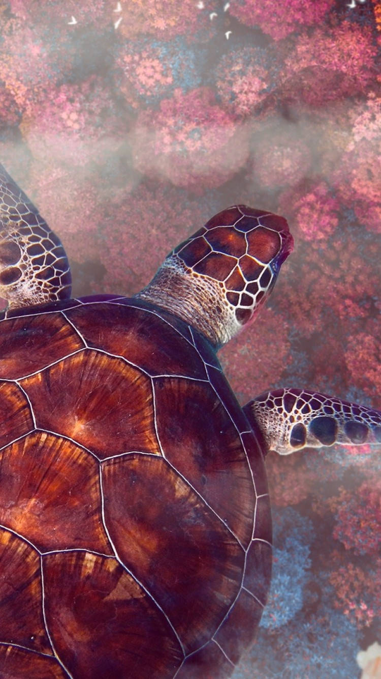 En smuk havskildpadde svømmer gennem det klare blå ocean. Wallpaper
