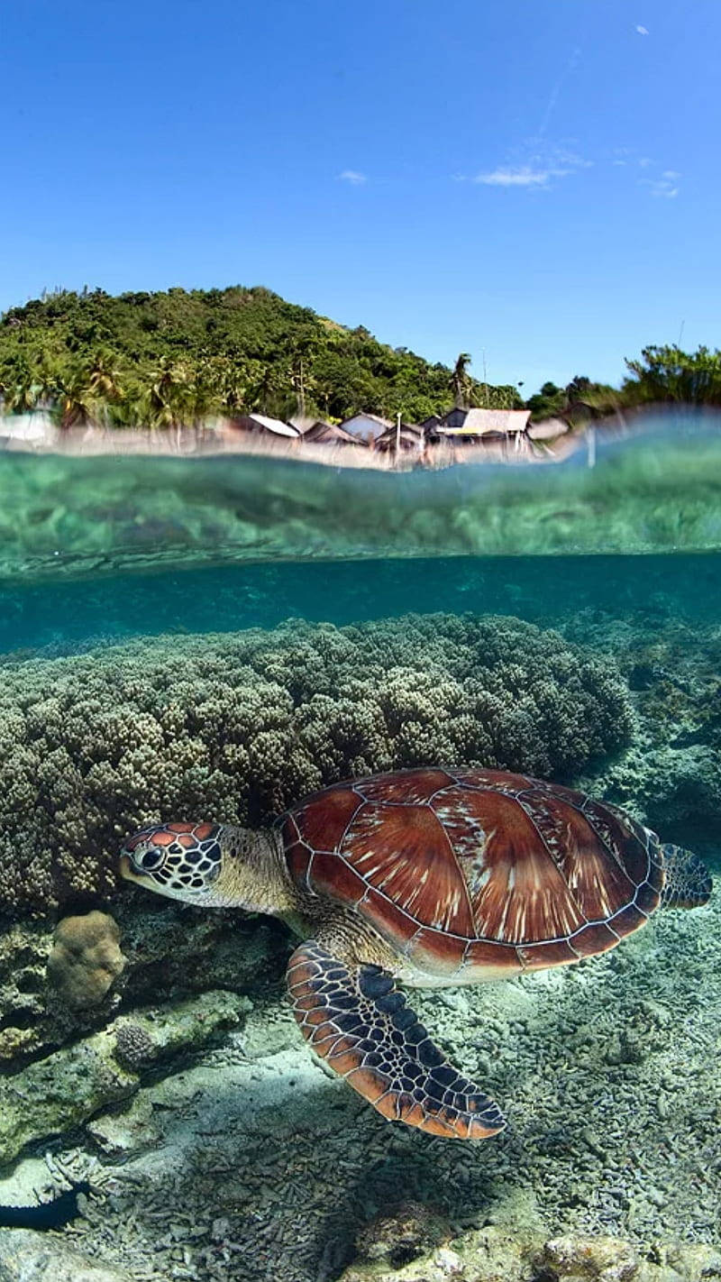 Arrecifede Tortugas Marinas En Iphone. Fondo de pantalla