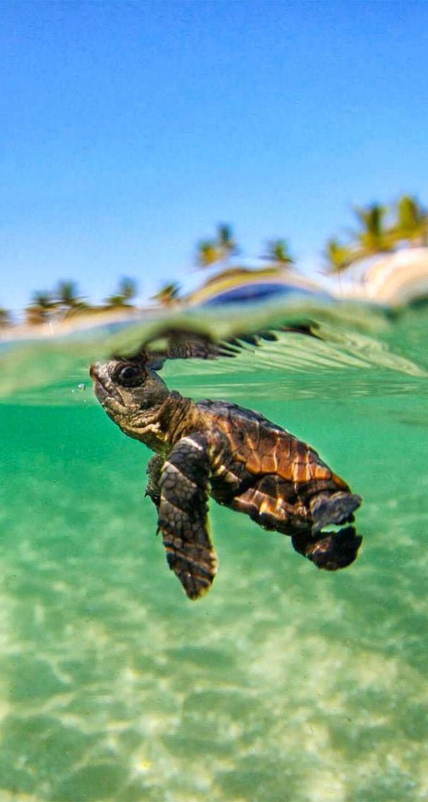En baby havskildpadde svømmer i bølgerne i havet Wallpaper