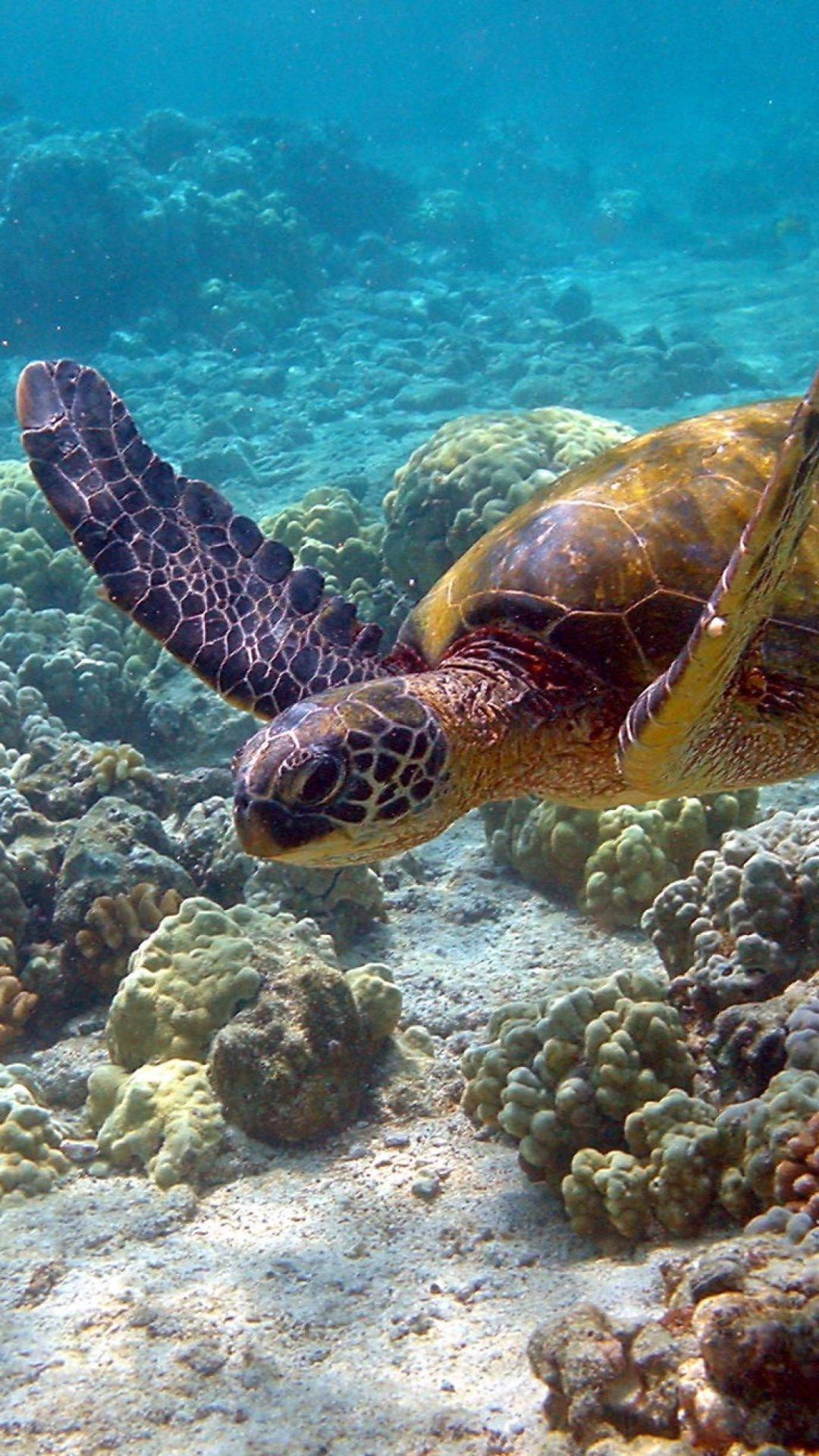 Get Lost in Nature with the Sea Turtle iPhone Wallpaper