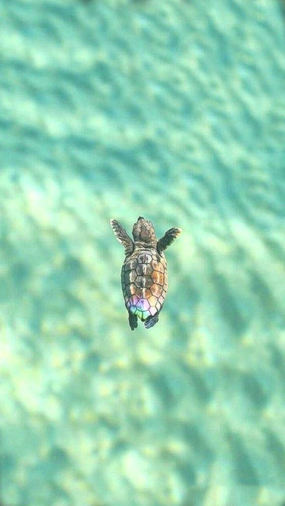A beautiful sea turtle swimming in the clear ocean Wallpaper