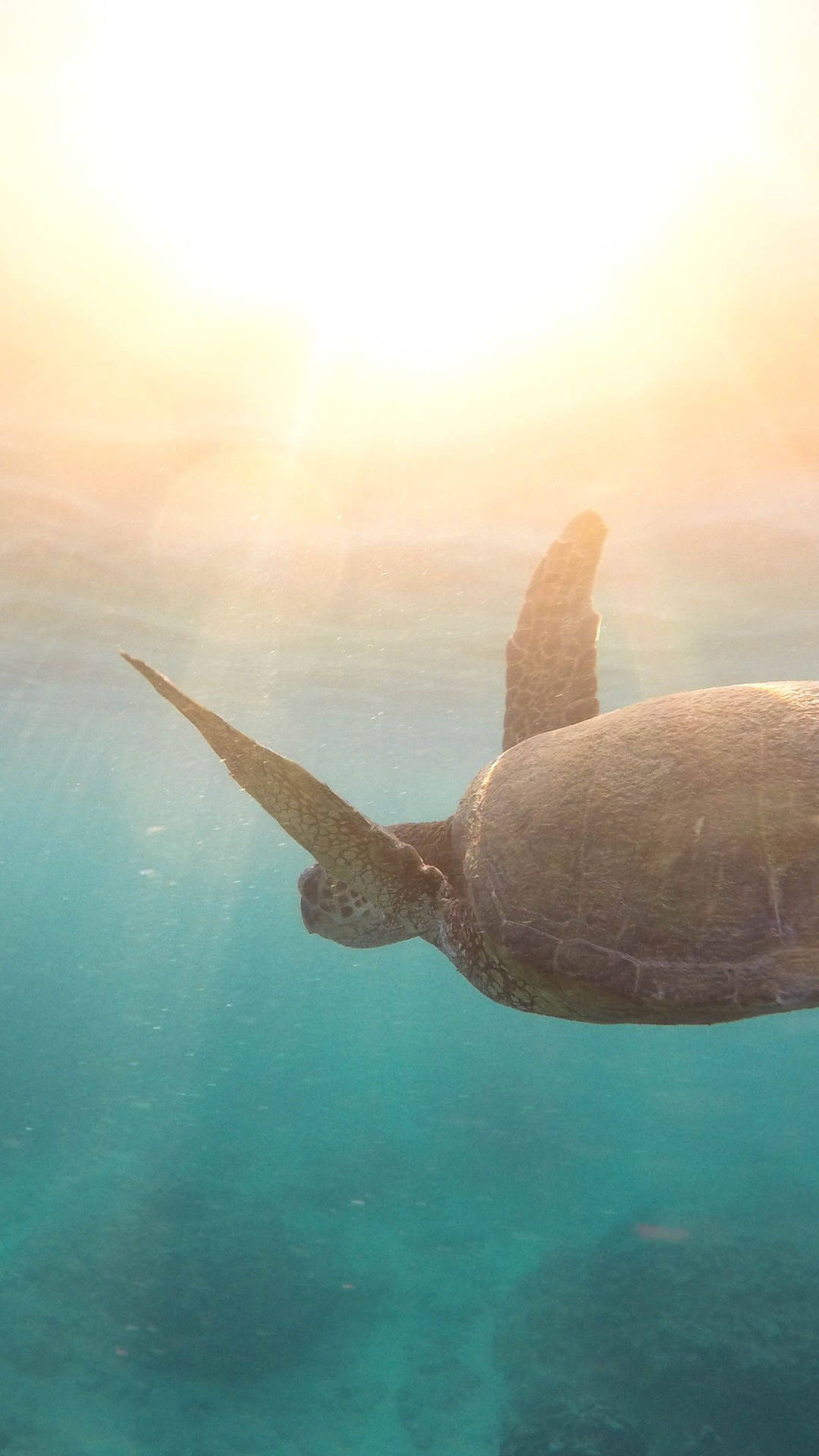 Dyk ned i en magisk undervandsverden med den spændende skildpadde iPhone tapet. Wallpaper