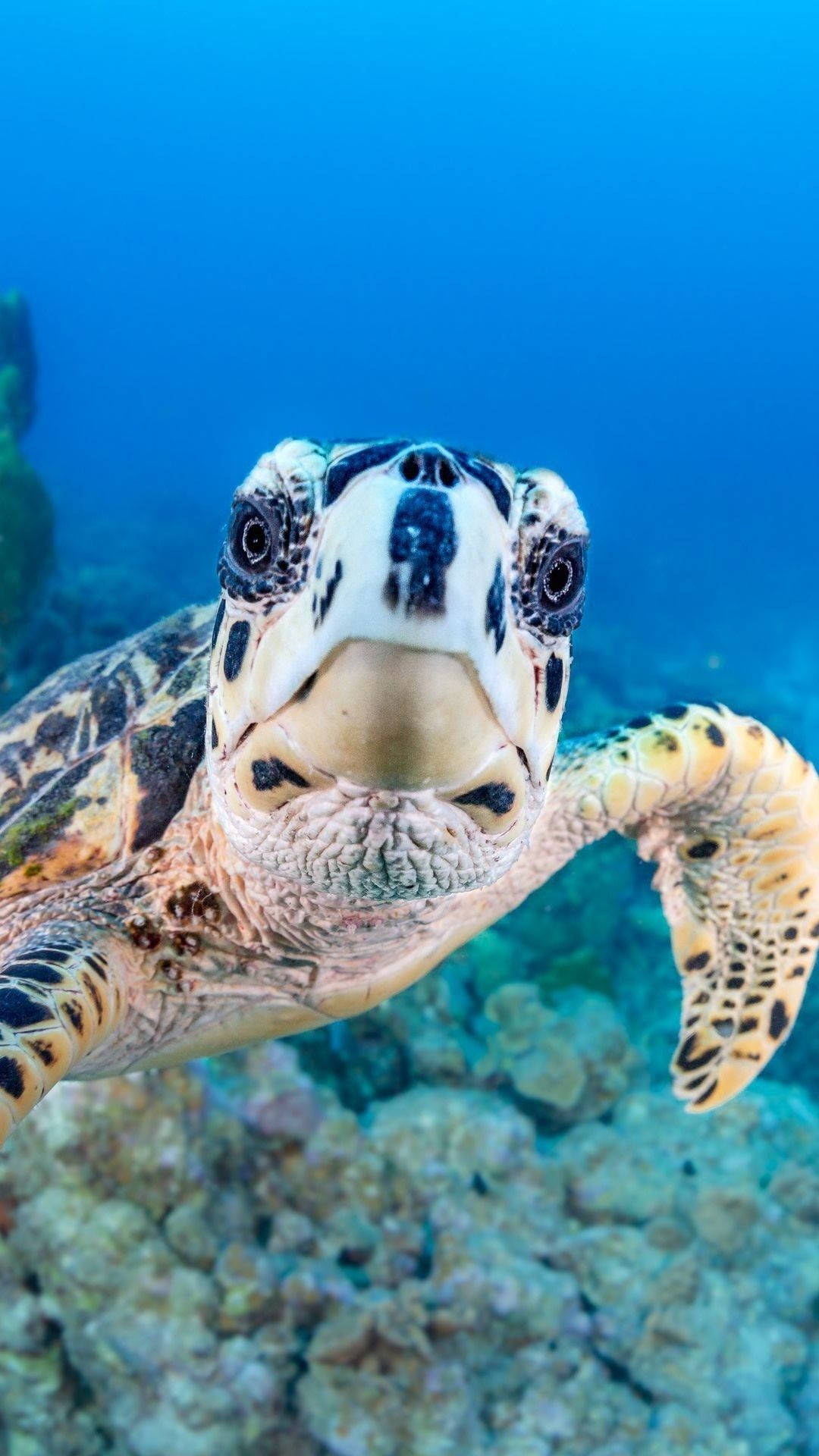 A close-up of an adorable sea turtle gliding through the ocean Wallpaper
