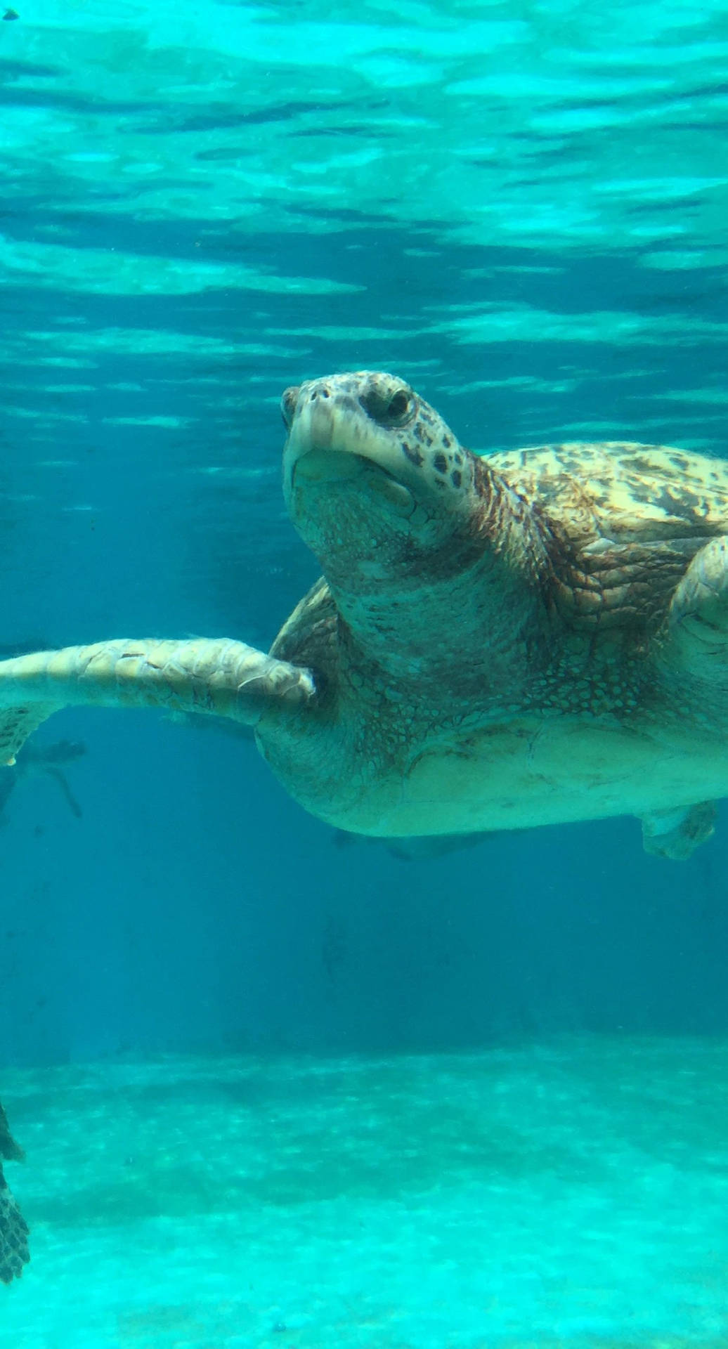 Admire the beauty of a majestic sea turtle, wherever you go. Wallpaper