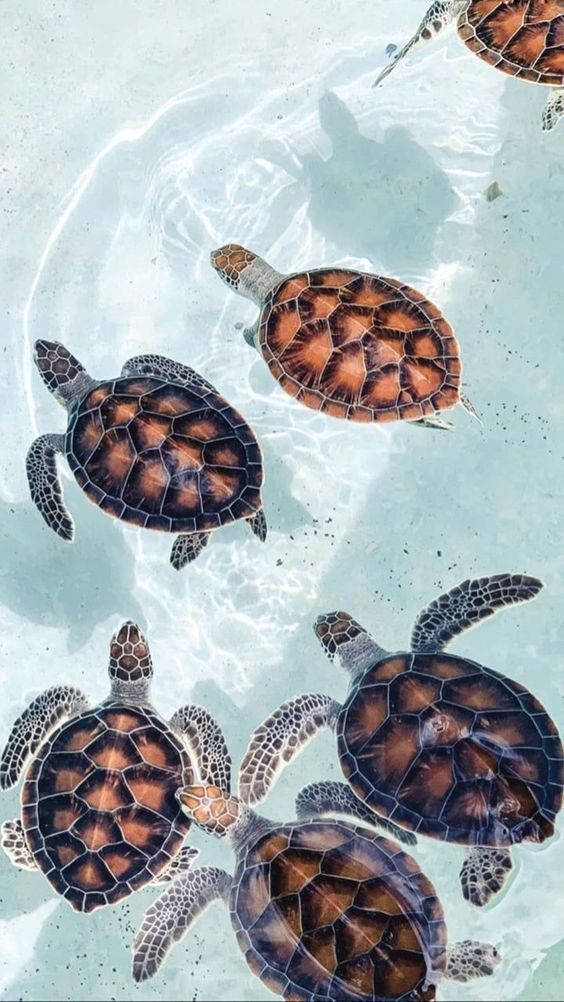 Skønheden af en havskildpadde under vand. Wallpaper