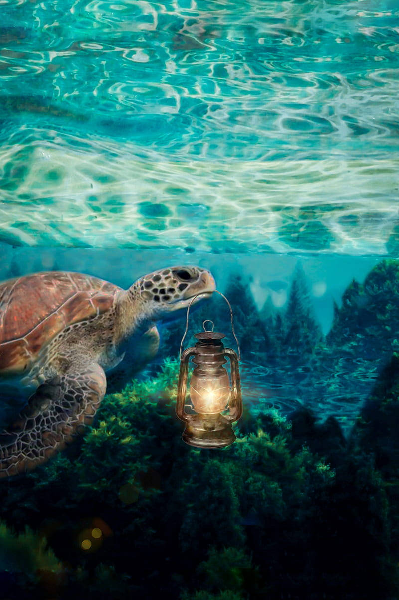 Wallpaperhavssköldpadda Lampa Iphone Bakgrundsbild. Wallpaper