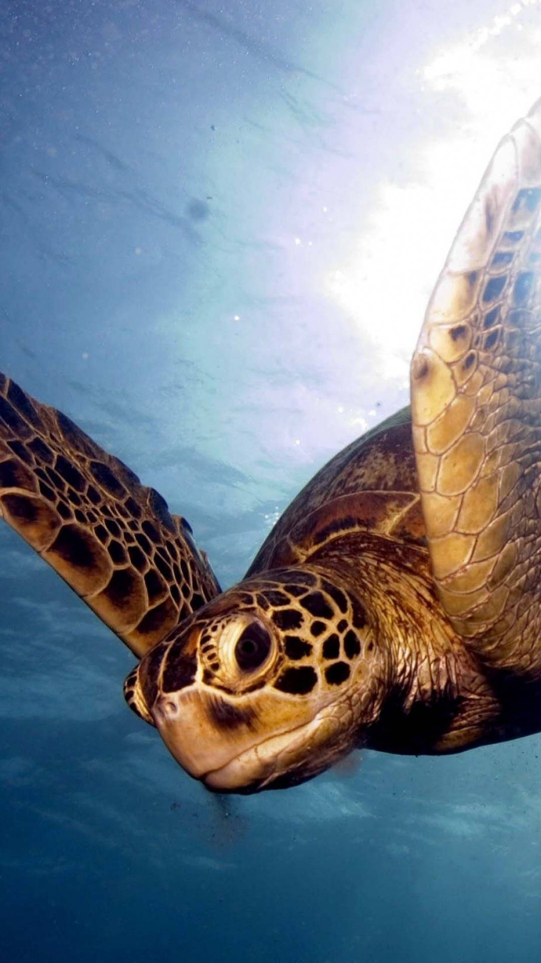 Seeskildpadde svømmer ned iPhone baggrund Wallpaper