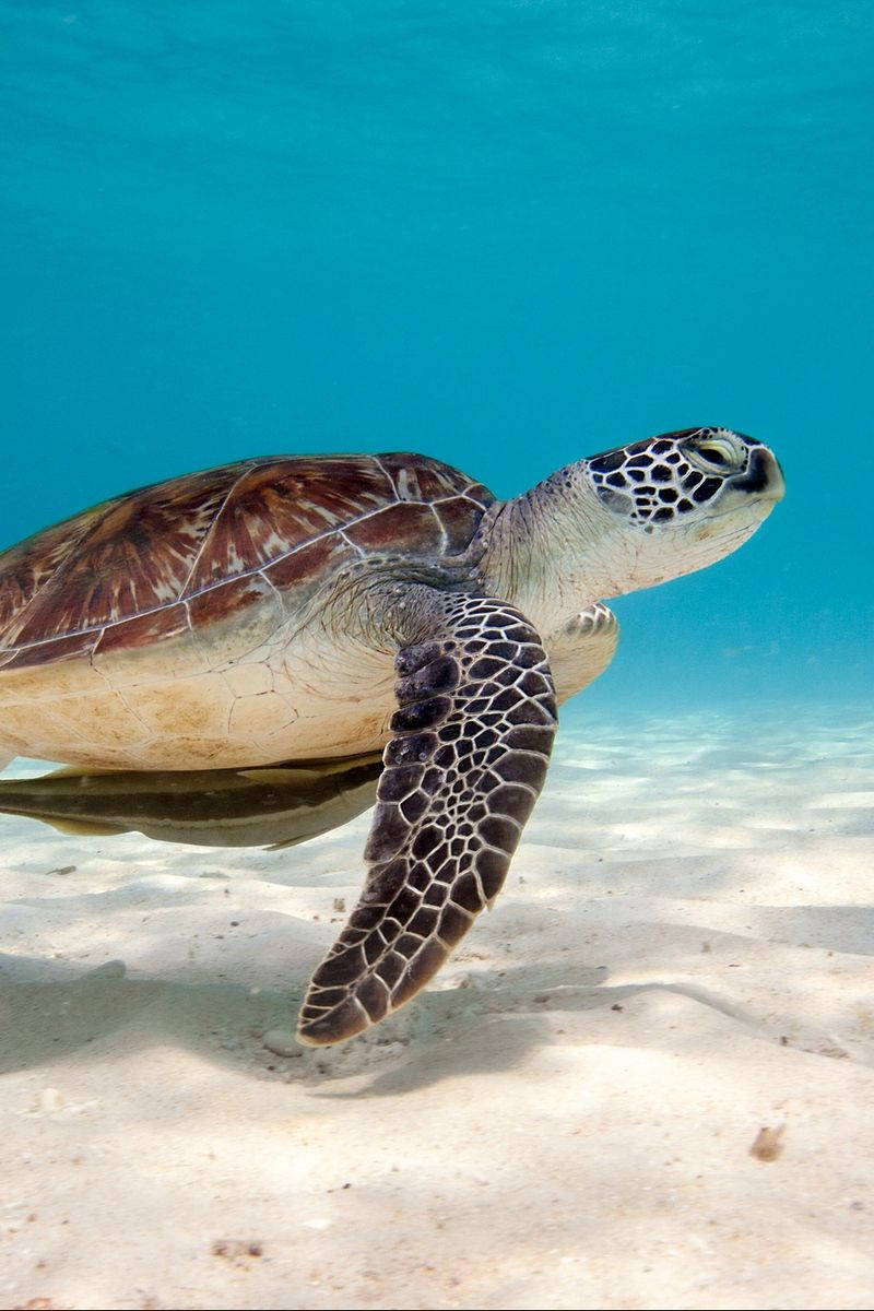 Einemeeresschildkröte Schwimmt Nahe Der Oberfläche In Tropisch Blauen Gewässern. Wallpaper