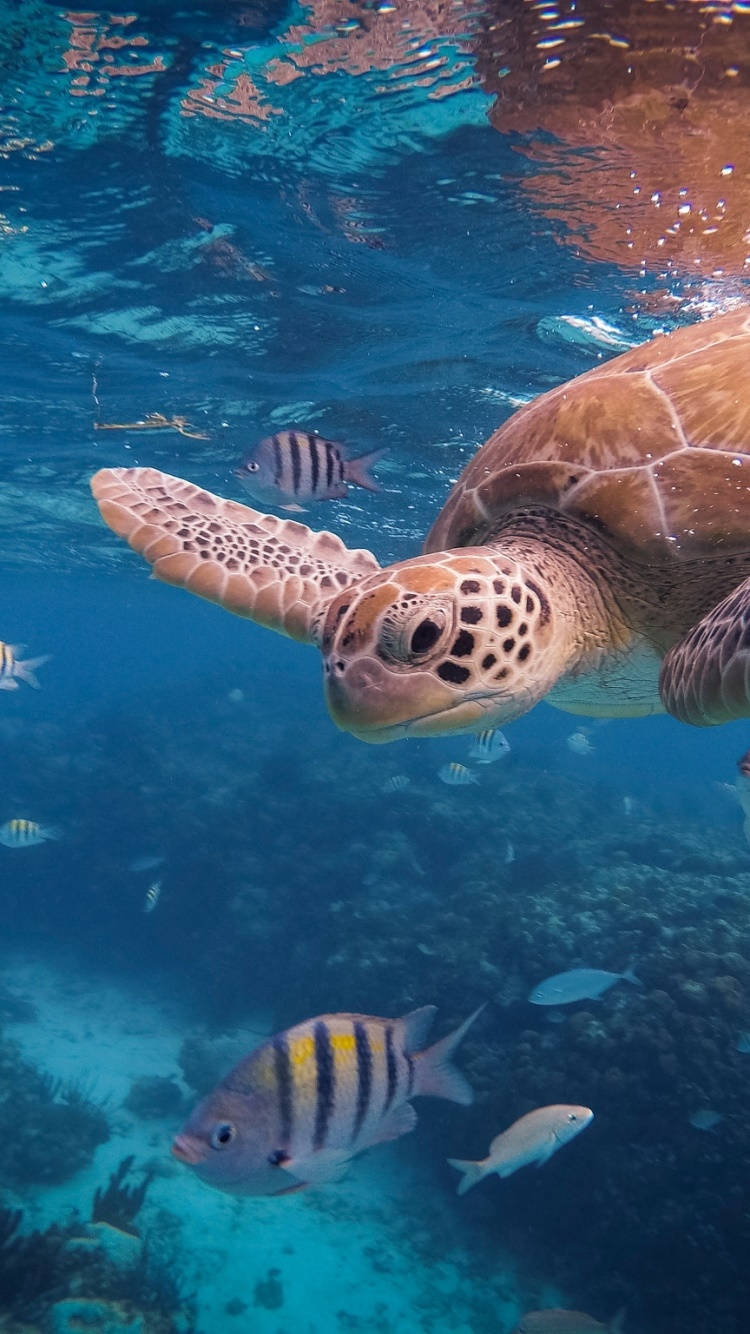 Et havscene med en havskildpadde Wallpaper