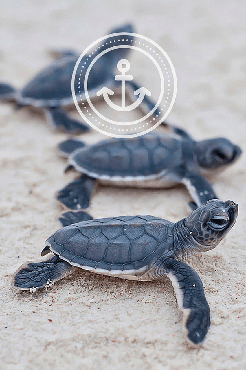 Baby Sea Turtles iPhone Wallpaper