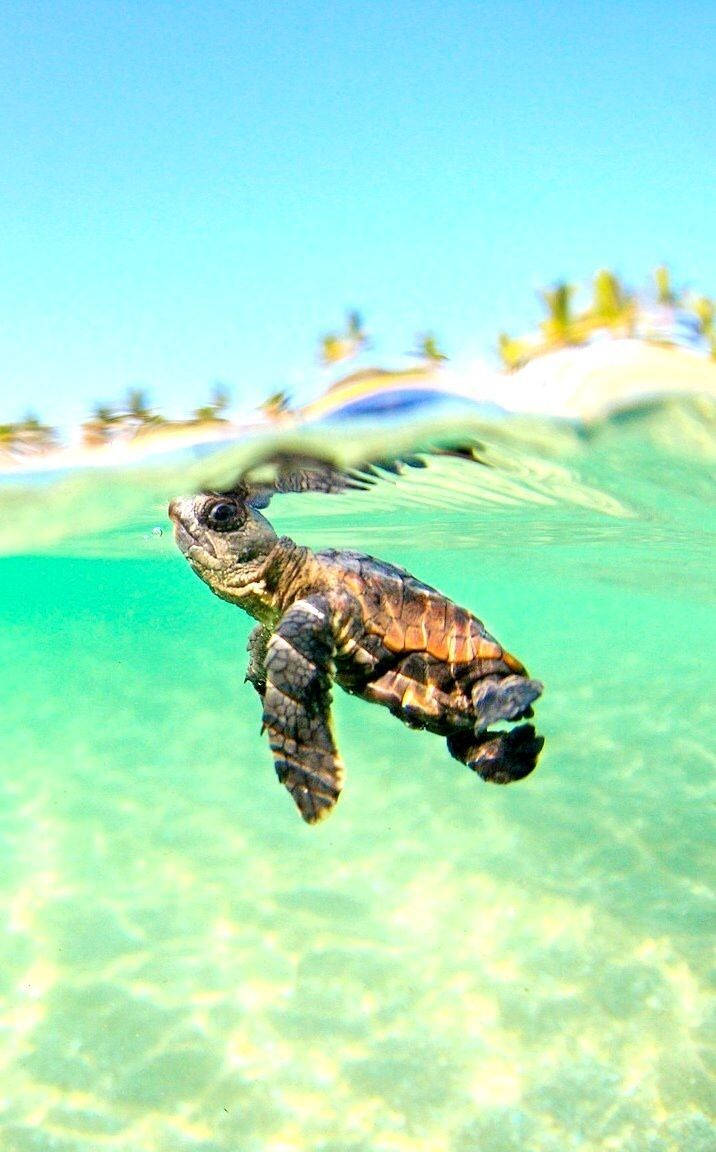 En iPad sidder omgivet af en rolig havskildpadde i dets omgivende habitat. Wallpaper