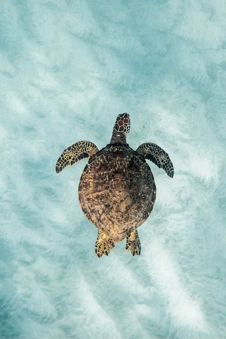 Beautiful Sea Turtle in the Deep Blue Sea Wallpaper