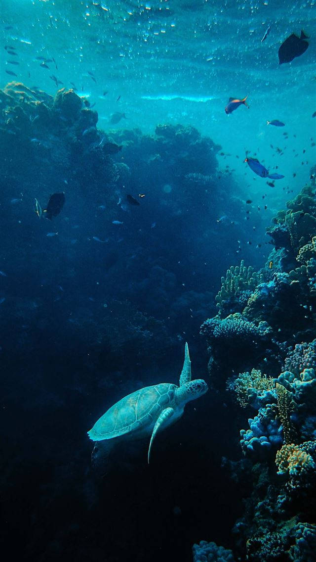Meeresschildkröte Schwimmende Fische Iphone Wallpaper