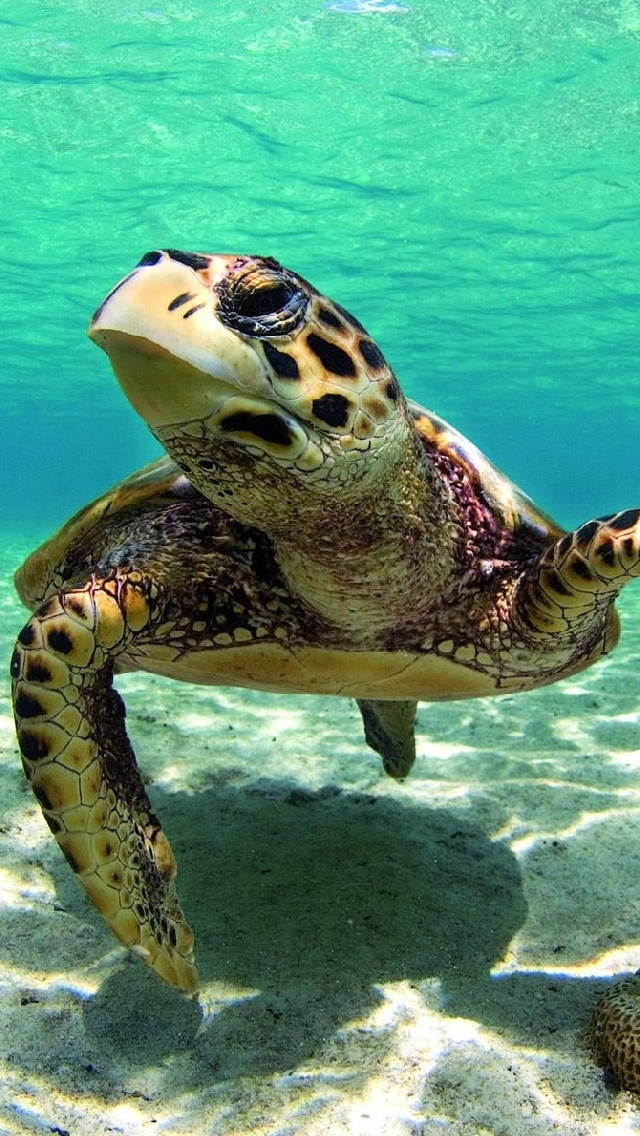 Sea Turtle Looking Up iPhone Wallpaper