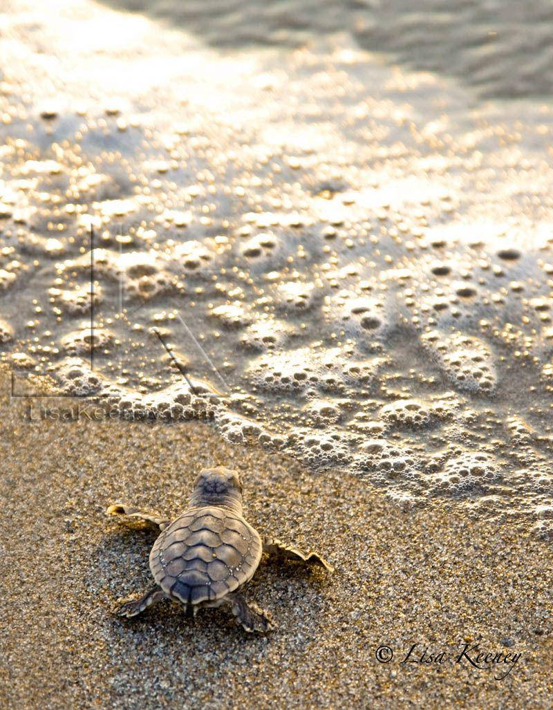 Sea Turtle On Sand iPhone Wallpaper