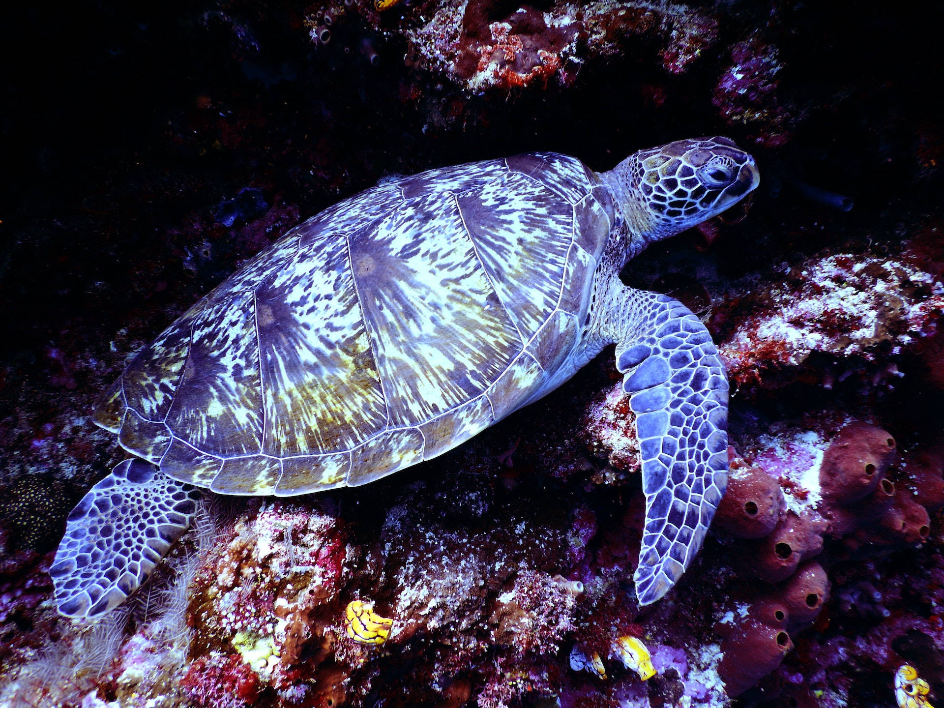 Sea Turtle On The Coral Reefs Wallpaper