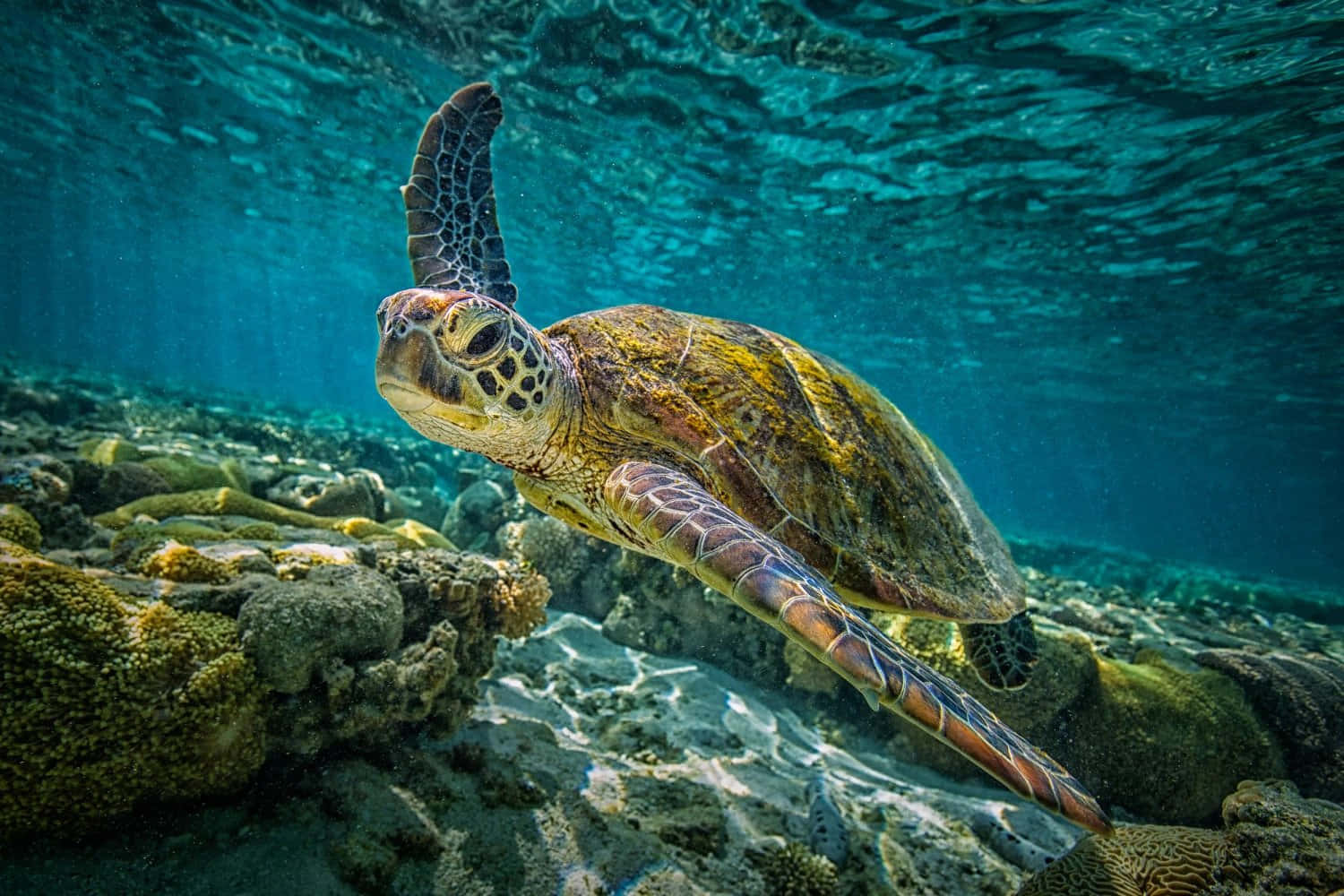 Sea Turtle Enjoying a Swim