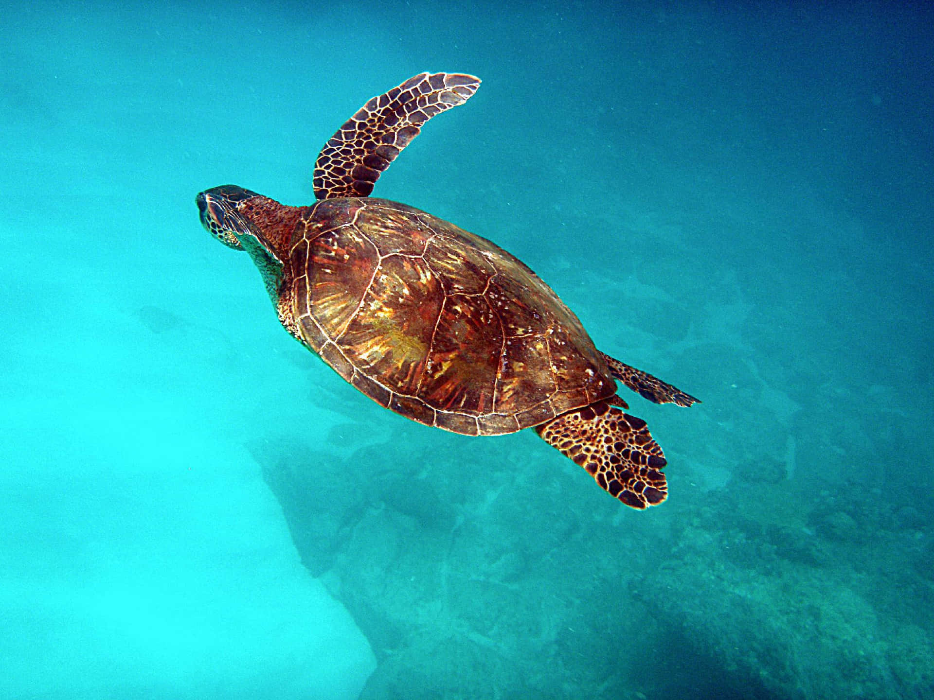 Eineschildkröte, Die Im Ozean Schwimmt.